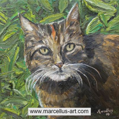 Katze